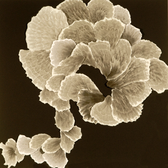Flora #1