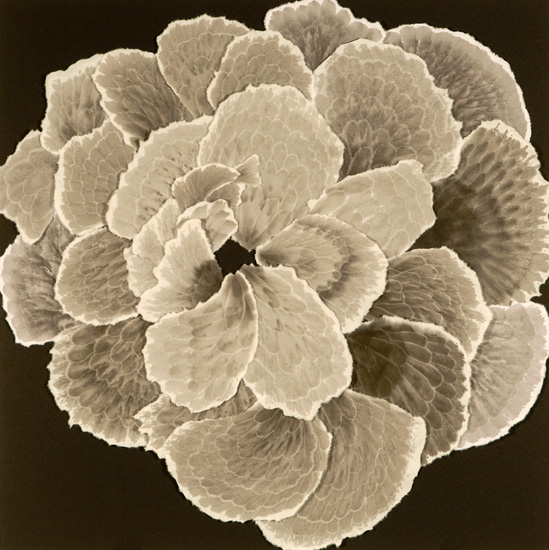 Flora #1