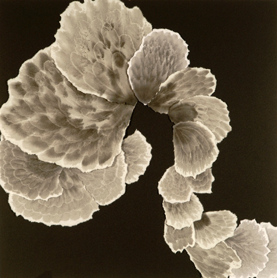 Flora #1